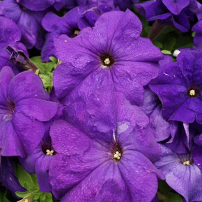 Петуния грандифлора Лимбо Джи Пи Мид Блю (5шт)