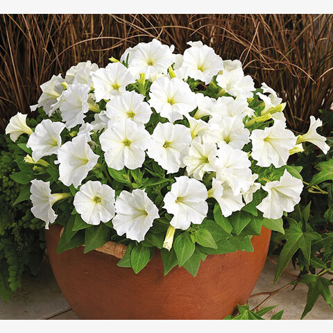 Петуния мелкоцветковая Пикобелла Вайт (5шт)