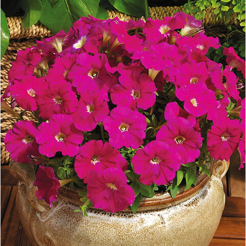 Петуния мелкоцветковая Пикобелла Кармин (5шт)