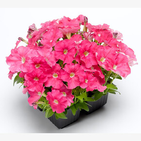 Петуния мелкоцветковая Пикобелла Пинк (5шт)