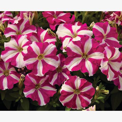 Петуния мелкоцветковая Пикобелла Роуз Стар (5шт)