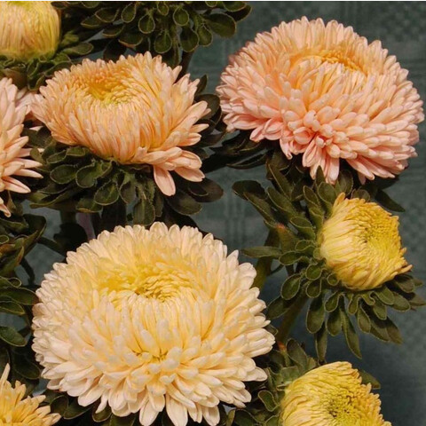 Астра однолетняя Syringa Apricot (10шт)