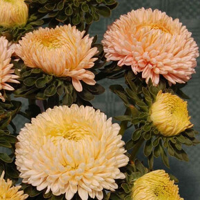 Астра однолетняя Syringa Apricot (10шт)