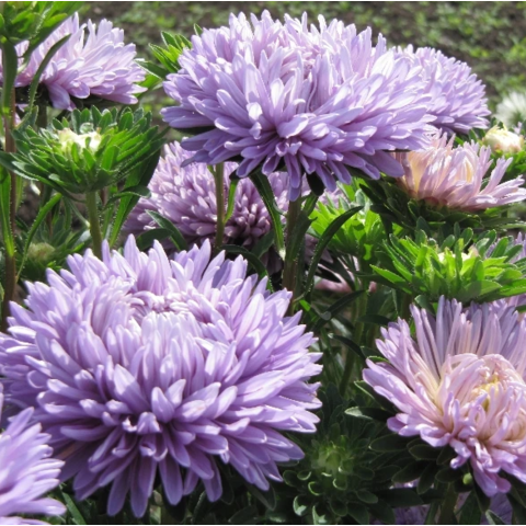 Астра однолетняя Syringa Lavander (10шт)