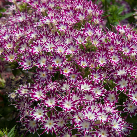 Флокс друммонди PopStars Purple with Eye (5 шт)