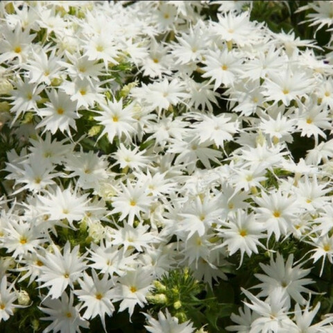 Флокс друммонди PopStars White (5 шт)