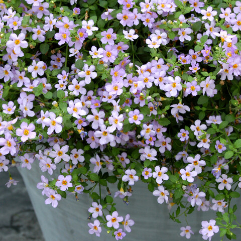 Бакопа Блутопия (3шт)