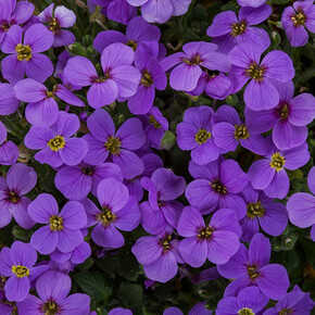 Обриета Одри Лайт Блю (10шт)