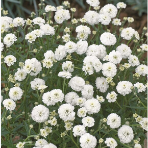 Тысячелистник птармика Маршмеллоу (10шт)