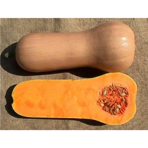 ТЫКВА АТЛАС ( 3шт)