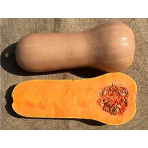 ТЫКВА АТЛАС ( 3шт)