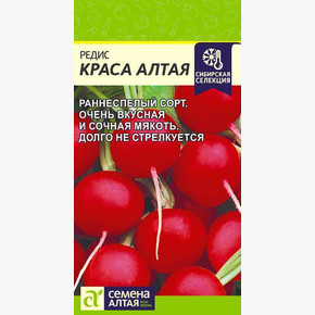 Редис Краса Алтая